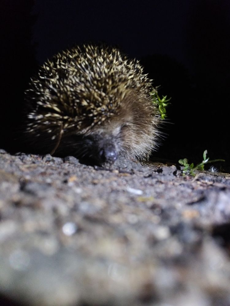 hedgehog