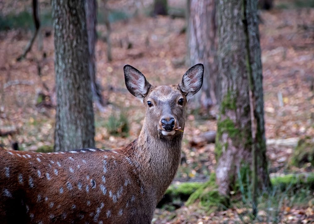 Пятнистый олень.