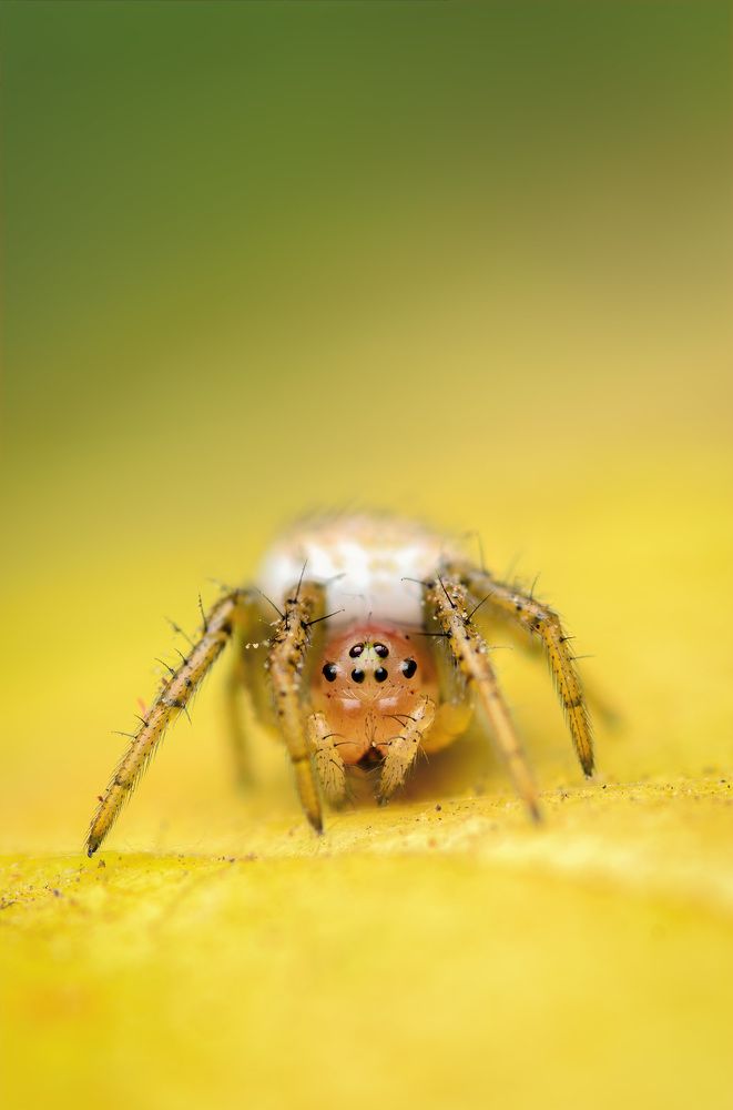 Фотография автора Сергей Чебанов