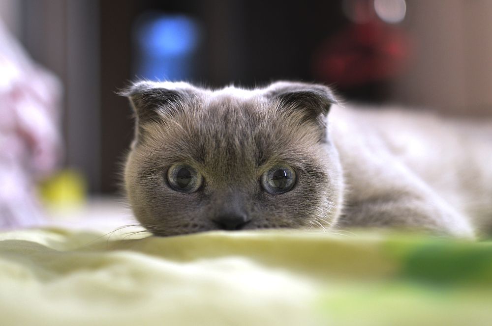 Фотография автора Наталия Шарова