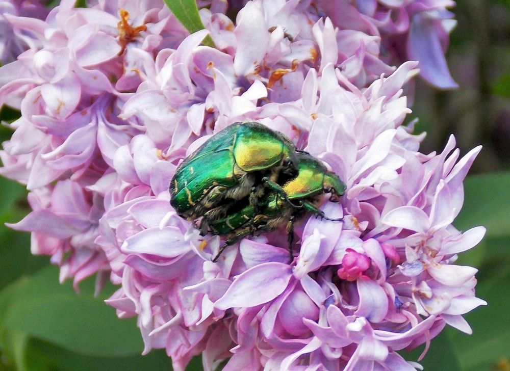 Photograph by Олександр Розум