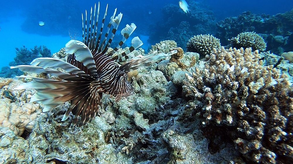 Lion fish