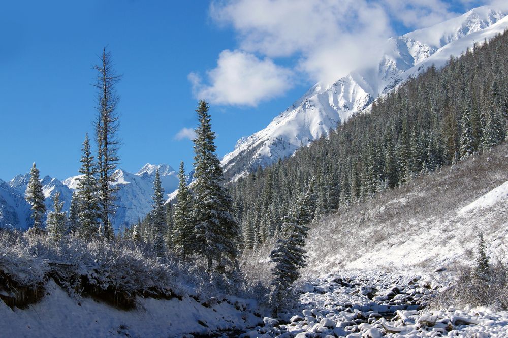 Морозное утро