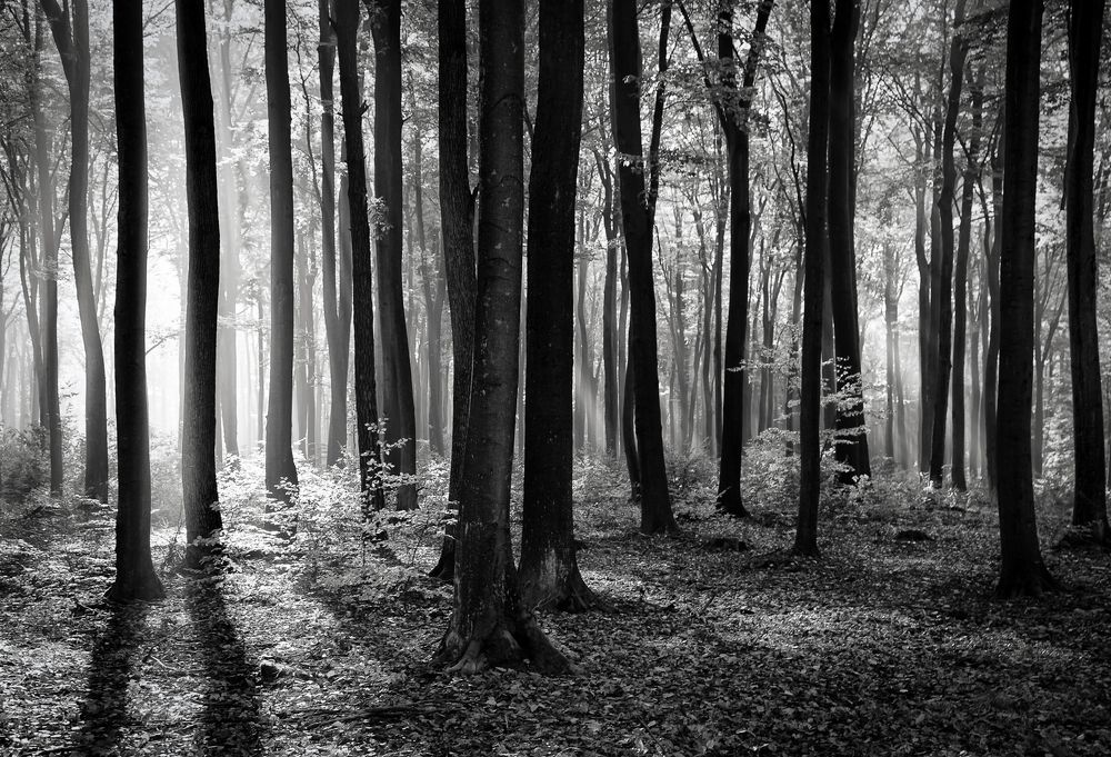 Photograph by Figat Marcin