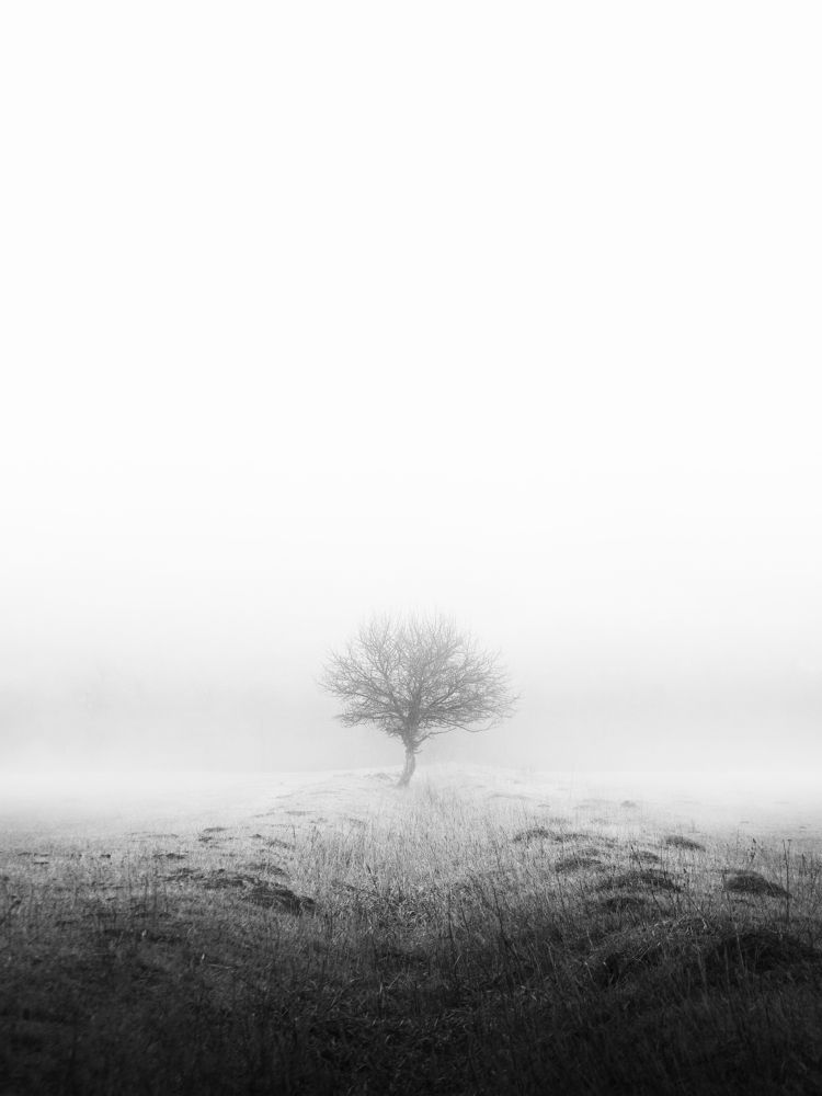 Мистическое дерево