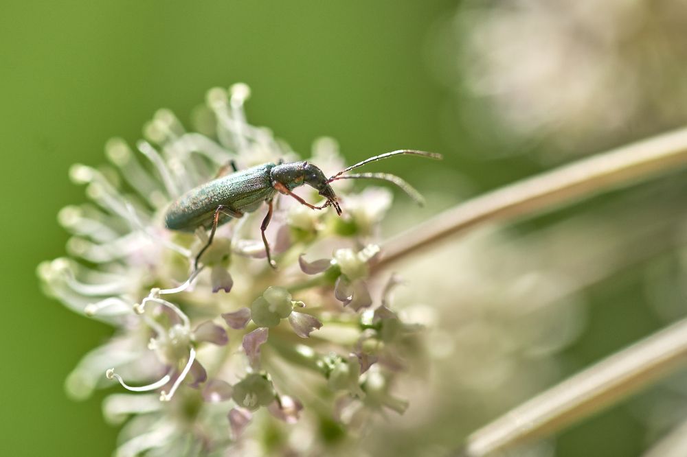 Photograph by Alla Matrosova