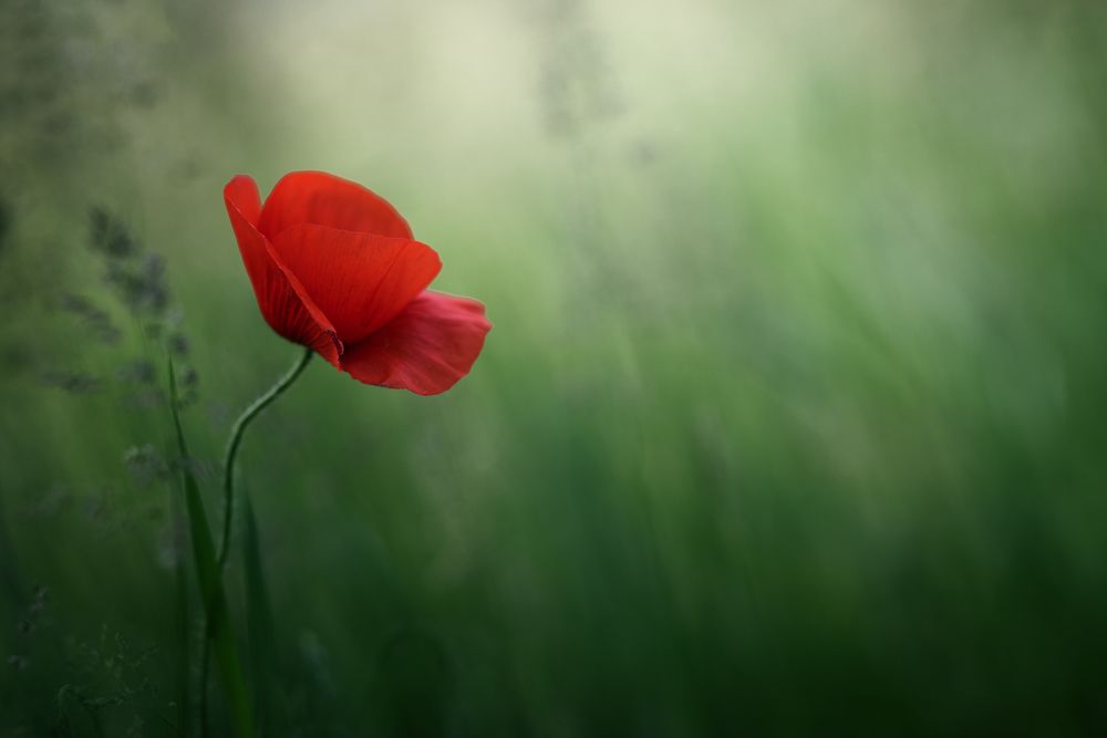 Poppy II