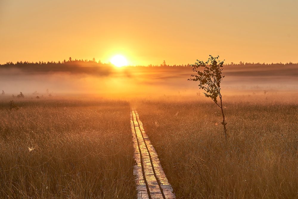 Photograph by Alla Matrosova