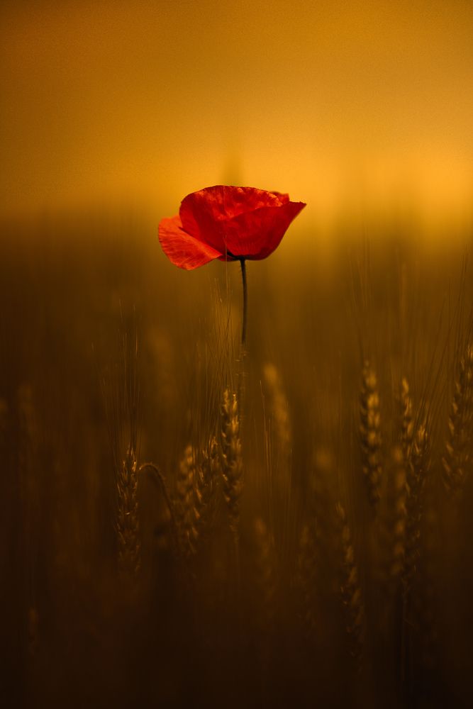 Photograph by Zanfoar