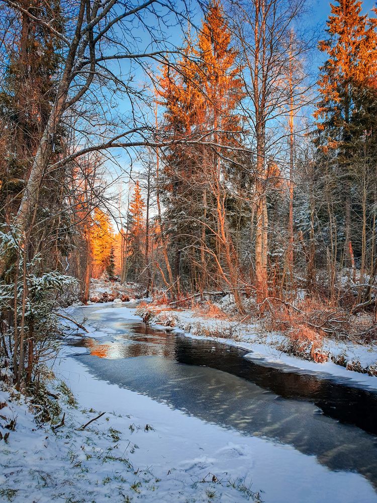 Лесная речка зимой.