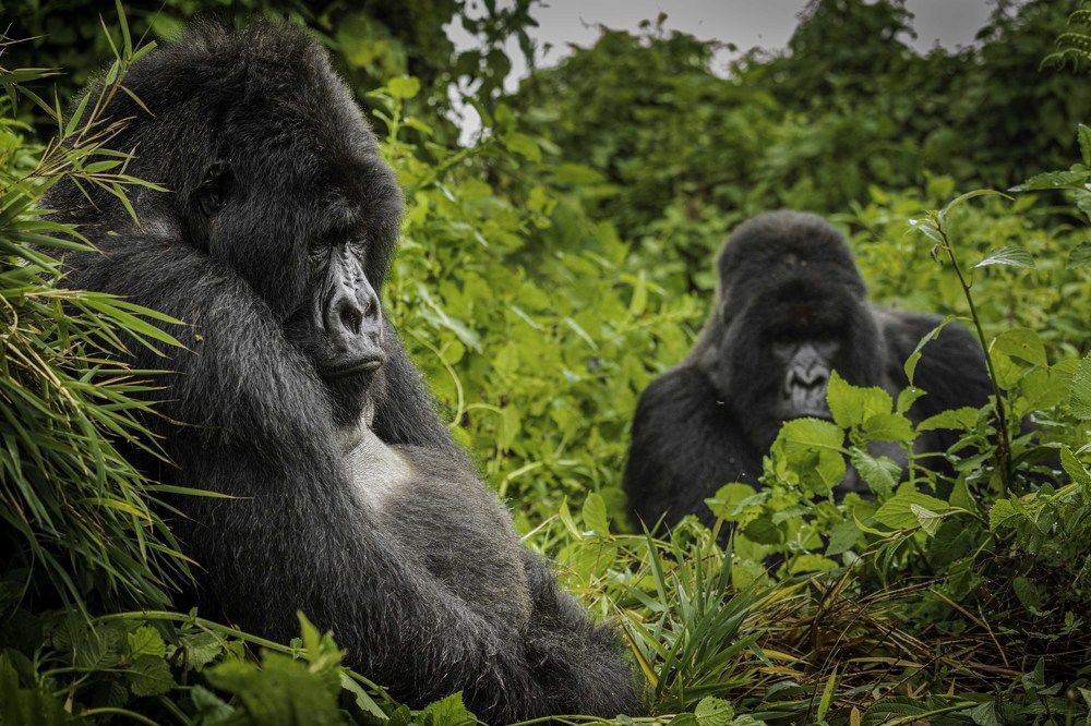 Photograph by Ricardo Ferreira