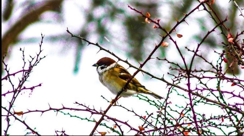 Морозная атмосфера