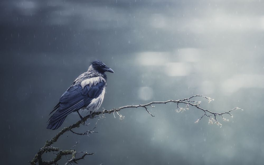 Хокку с дождём...