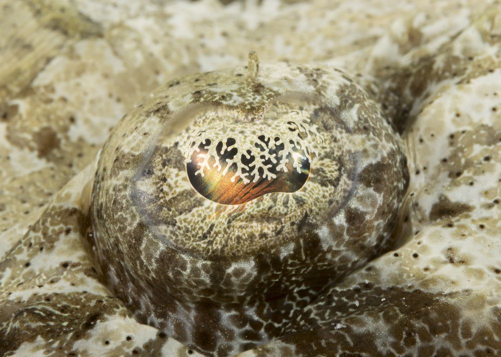 A rainbow in the eye