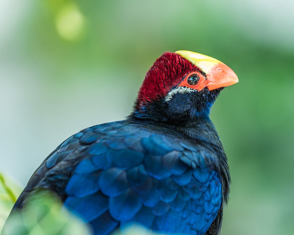Violet turaco