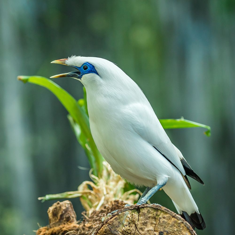 Bali myna