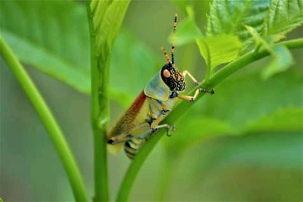 Photograph by Onkabetse Gaolatlhe Kesetse