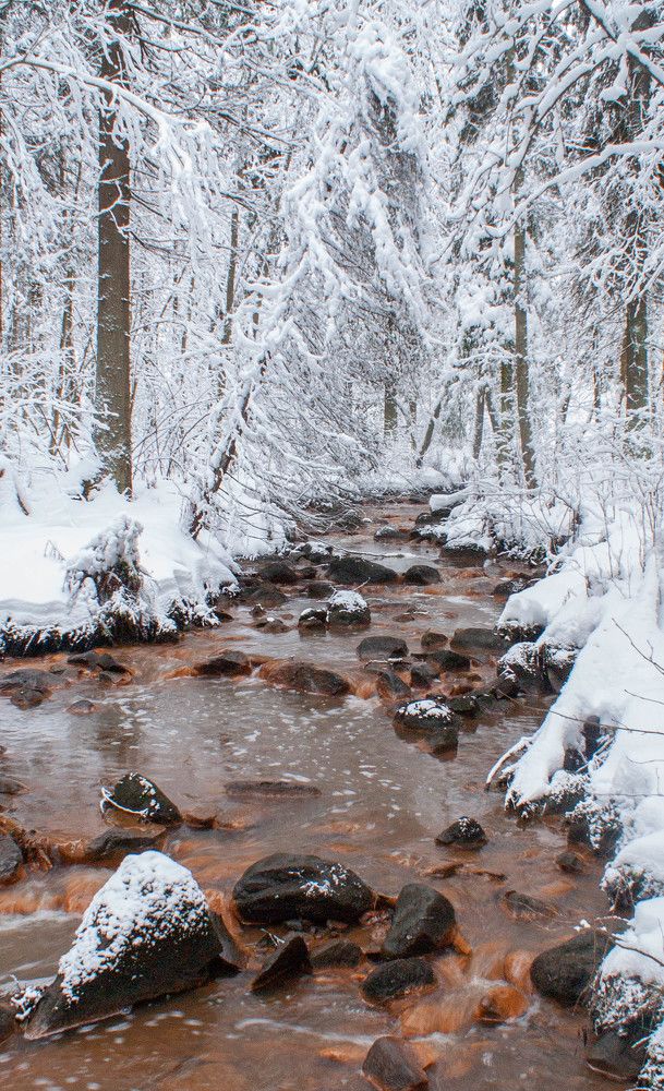 Лесной ручей