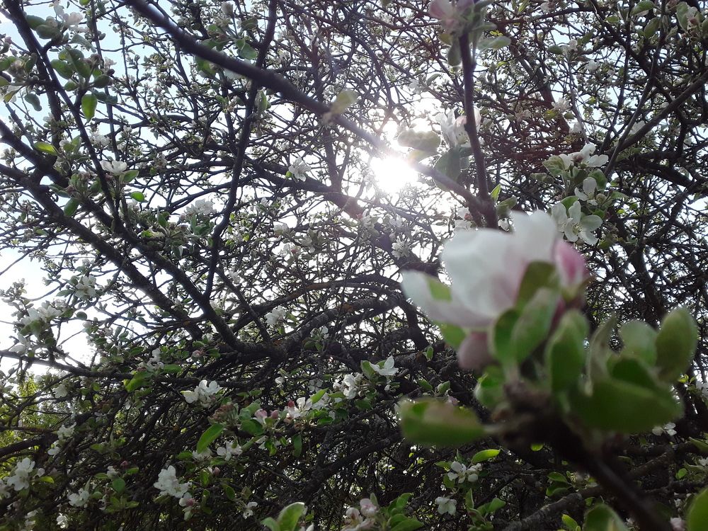 Яблоня в цвету