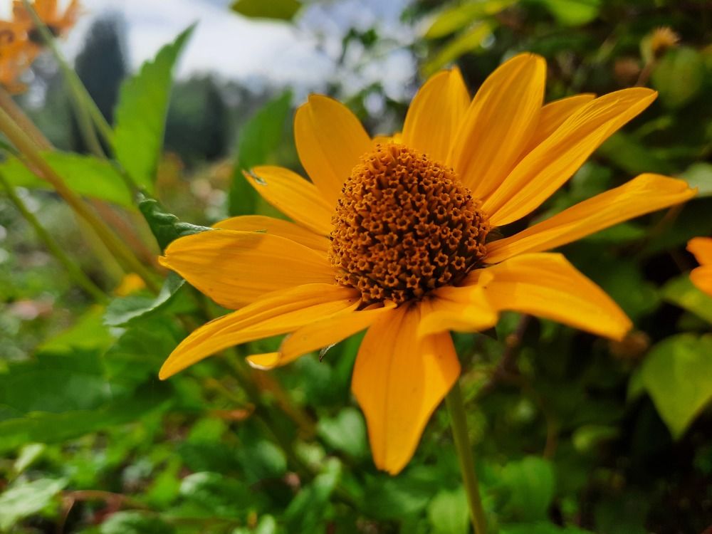 Солнечный цветок