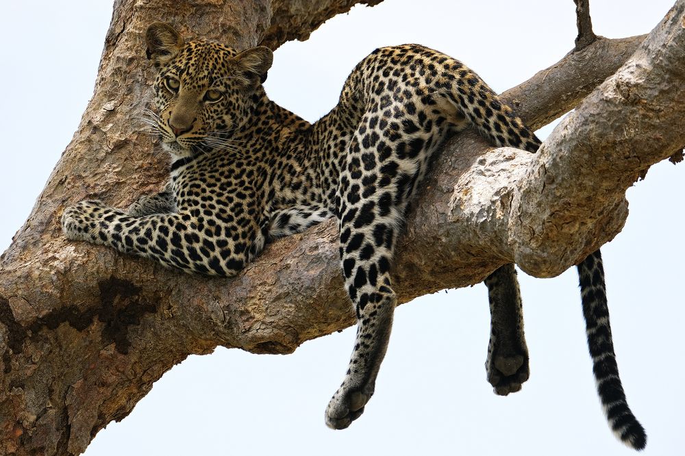 Photograph by Ирина Худзинская