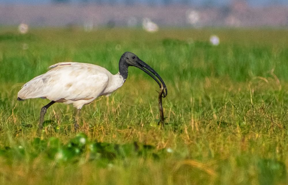 Black Headed Ibis with Snake food