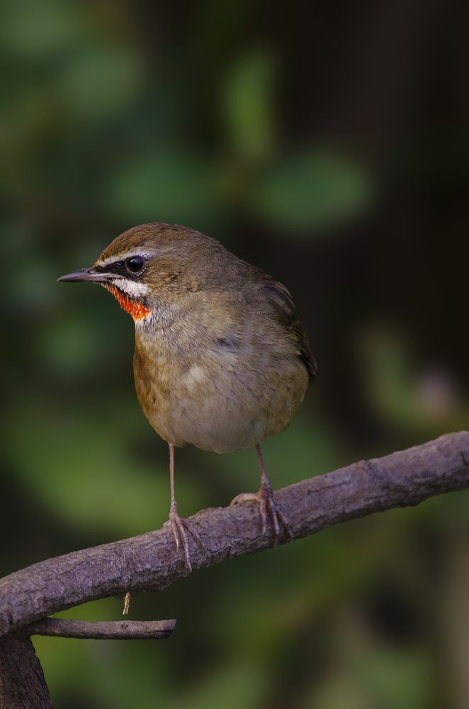 Siberian Rubythroat