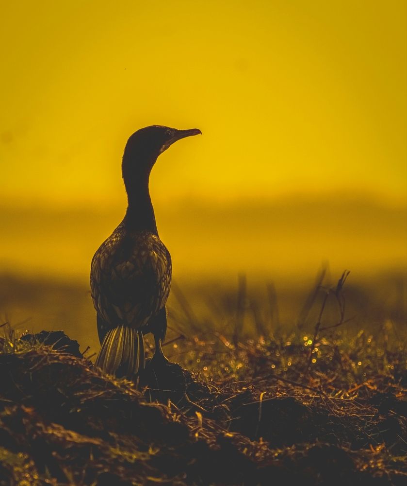 Photograph by Pratyayee Dutta