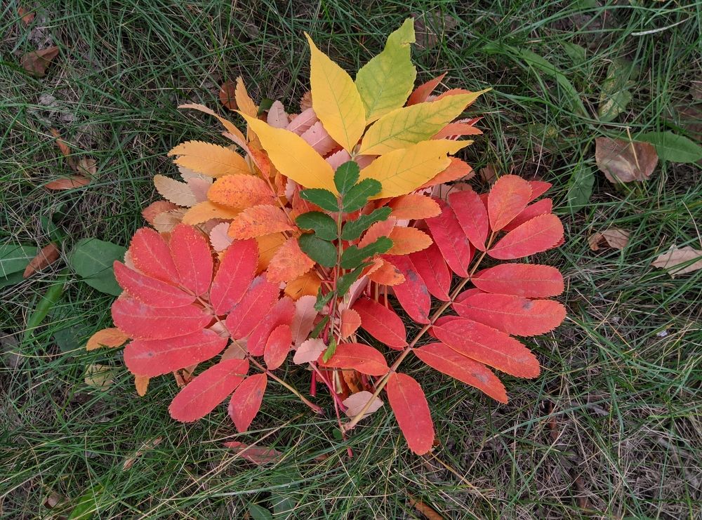 Photograph by Елена Болтенкова