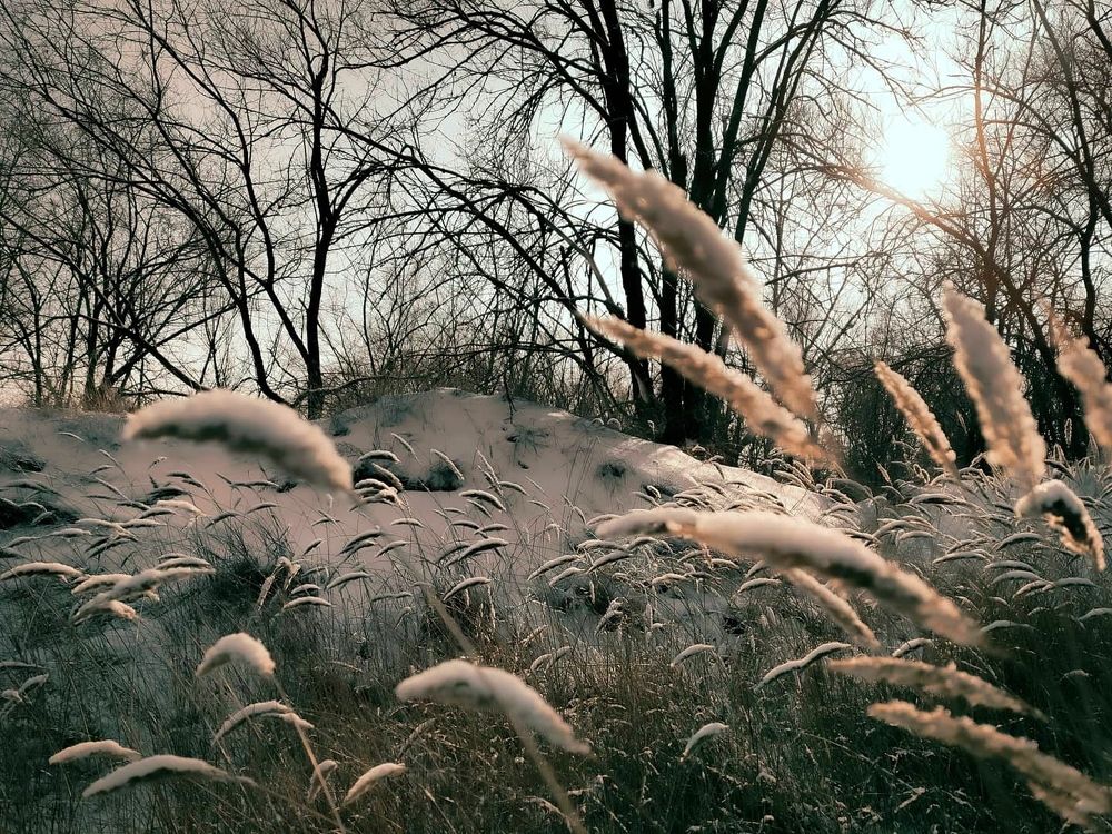 Сказочная поляна