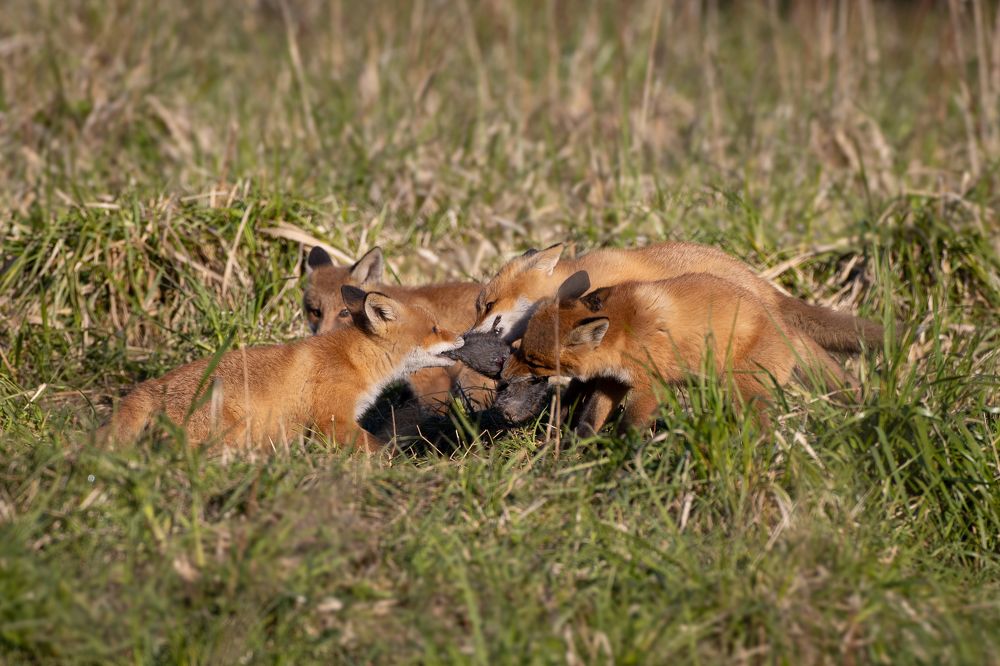 Photograph by Алексей Петров
