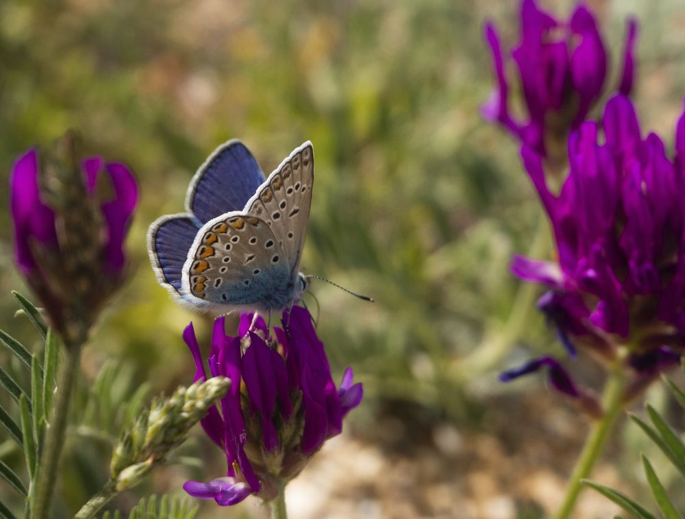 Фотография автора Александр Кротков