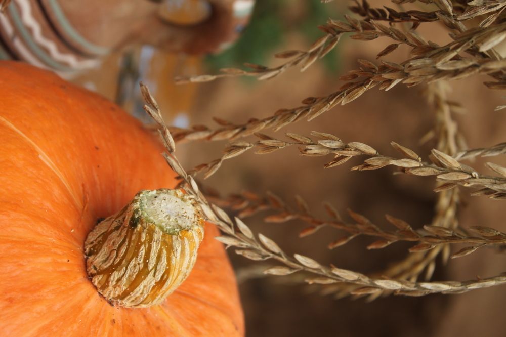 Достигшие созревания