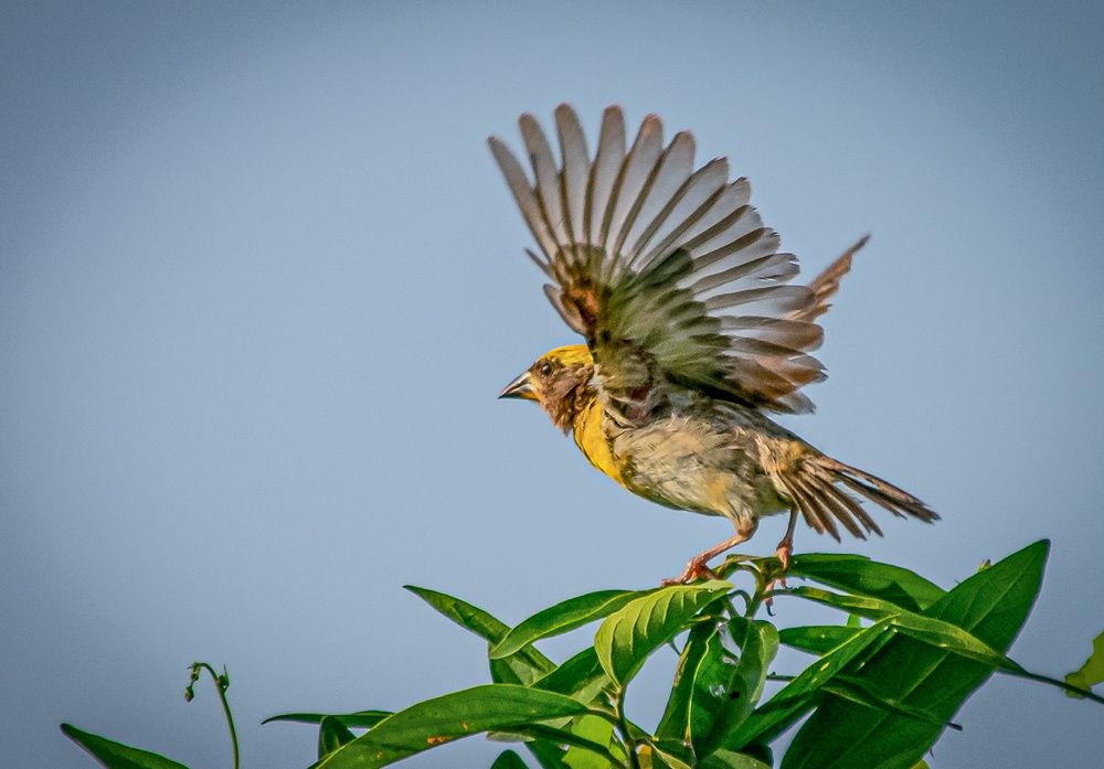 Фотография автора Pallab Ghosh