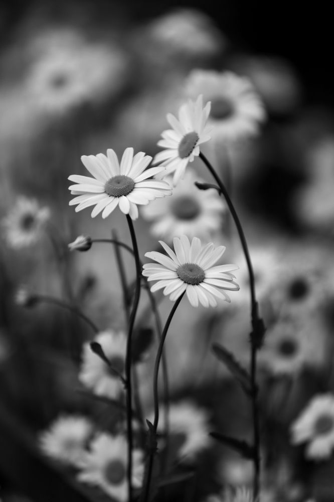 Три грации.