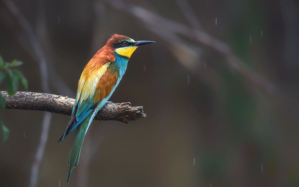 Летний дождь...