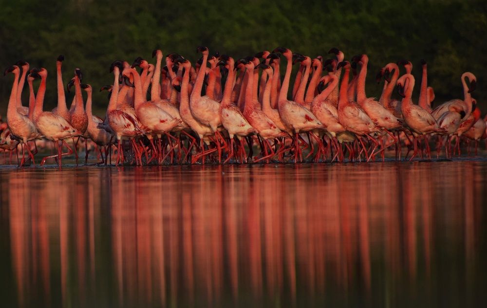 Courtship dance of lesser Flamingos