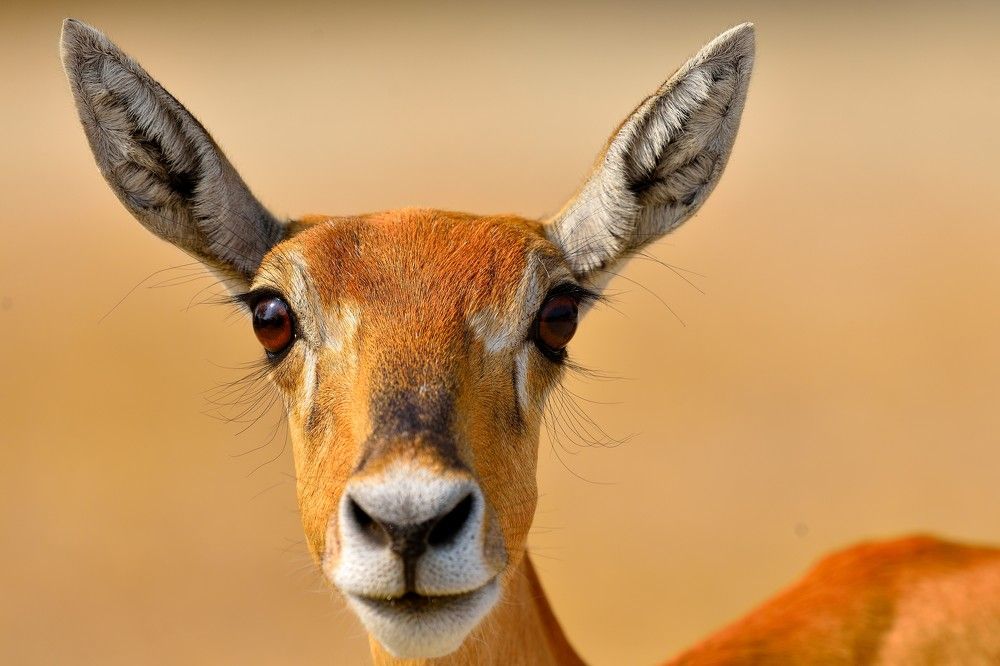 Photograph by Vijay Singh Chandel