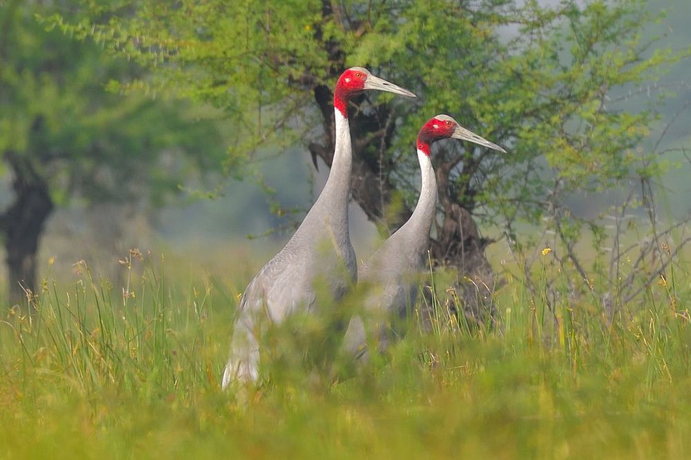 Lovely Couple Portrait....for lifetime...