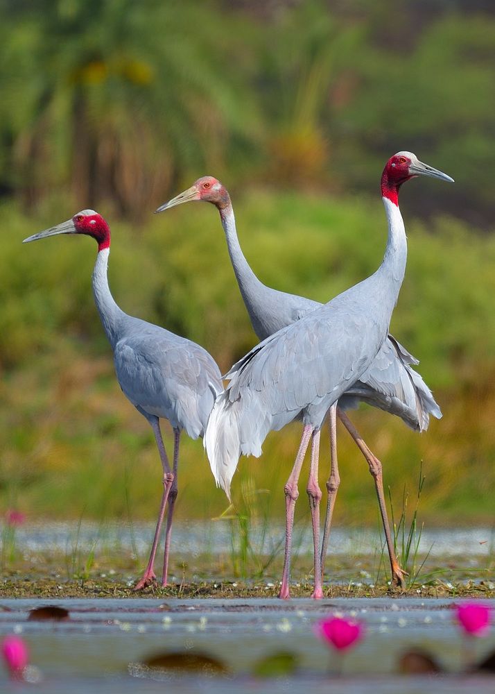 Lovely Sarus crane family