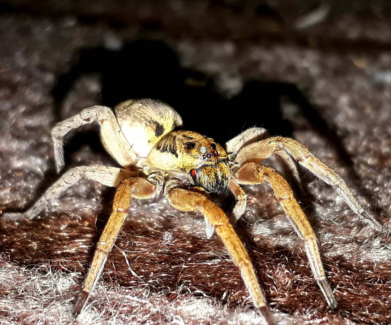 Spider
