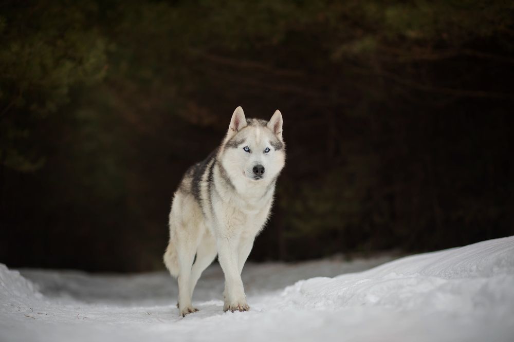 Photograph by Svetlana