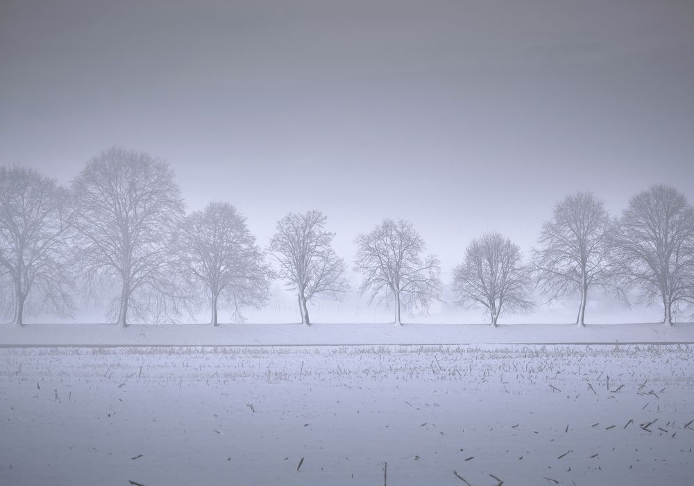 Winter trees on a foggy winter morning