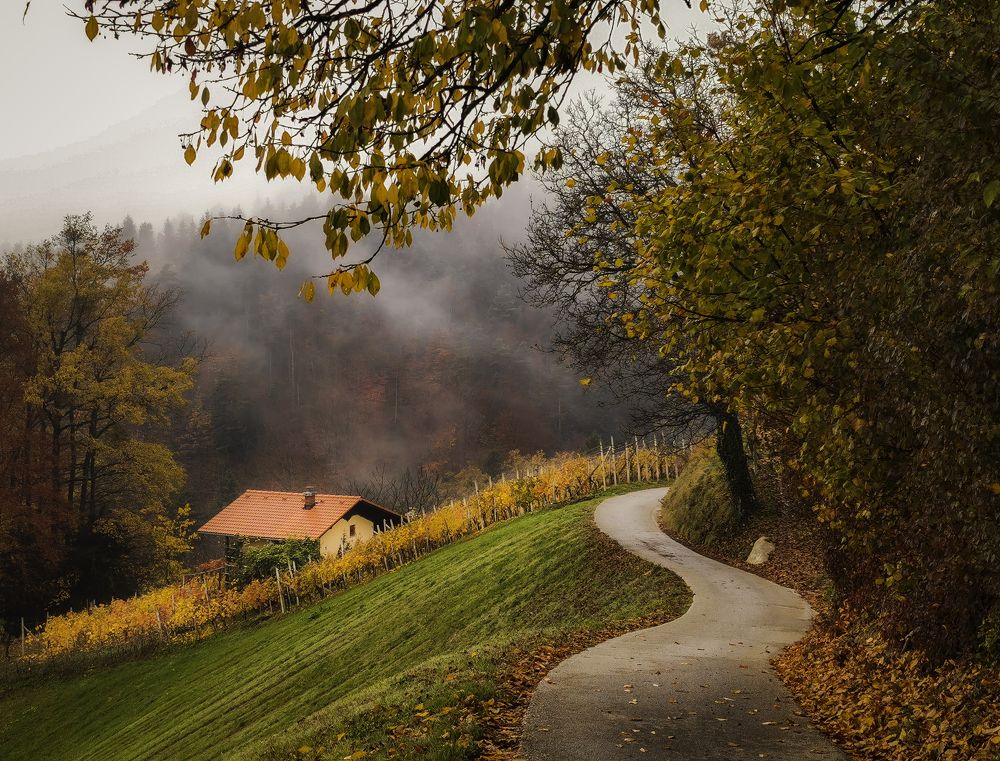 Autumn road of colors