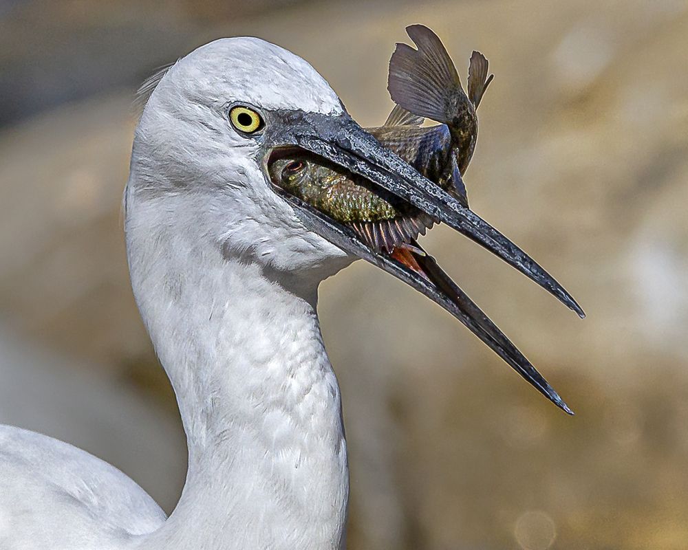 Photograph by Dr. Eman Elghazzawy