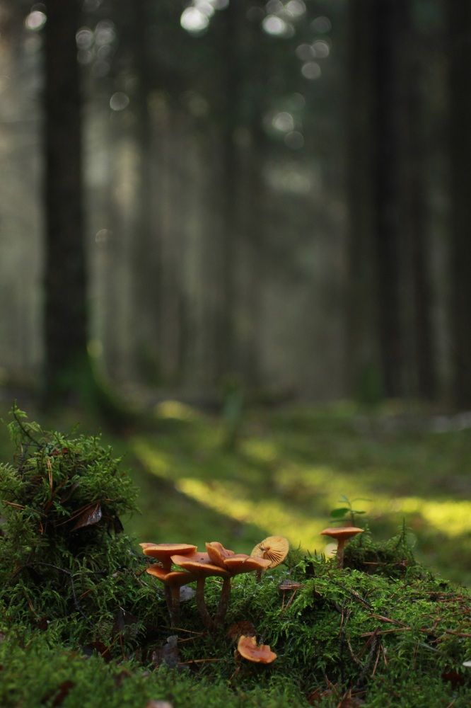 Photograph by Екатерина