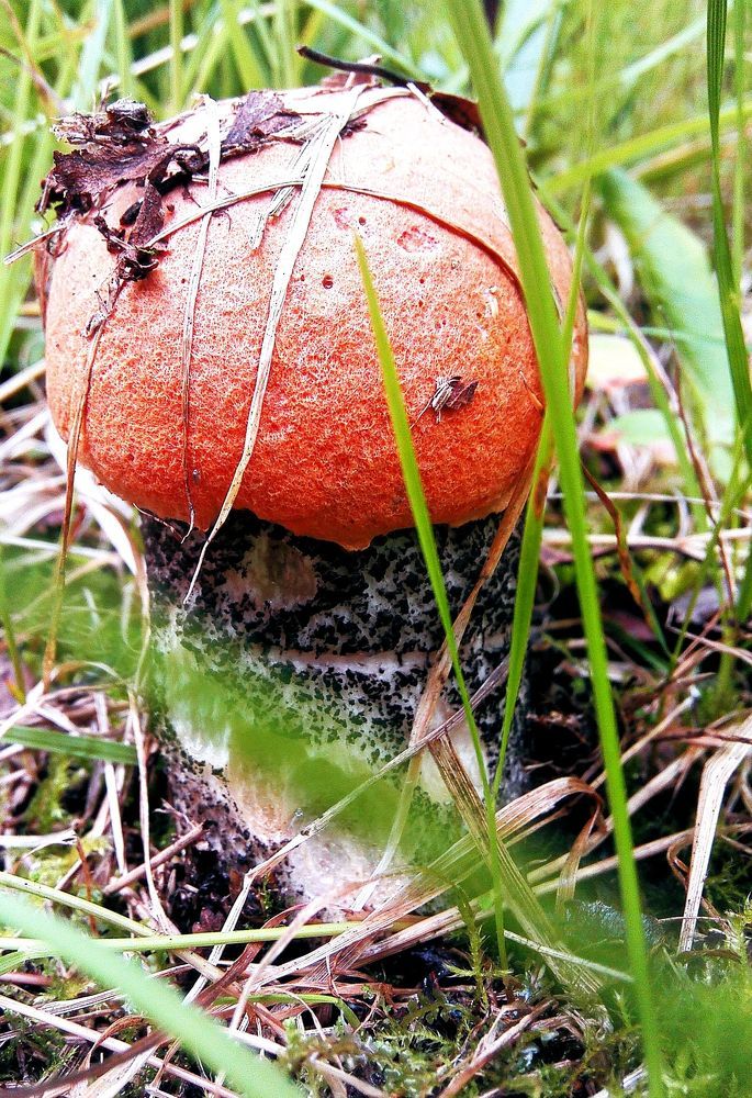 Photograph by Михаил Медведев