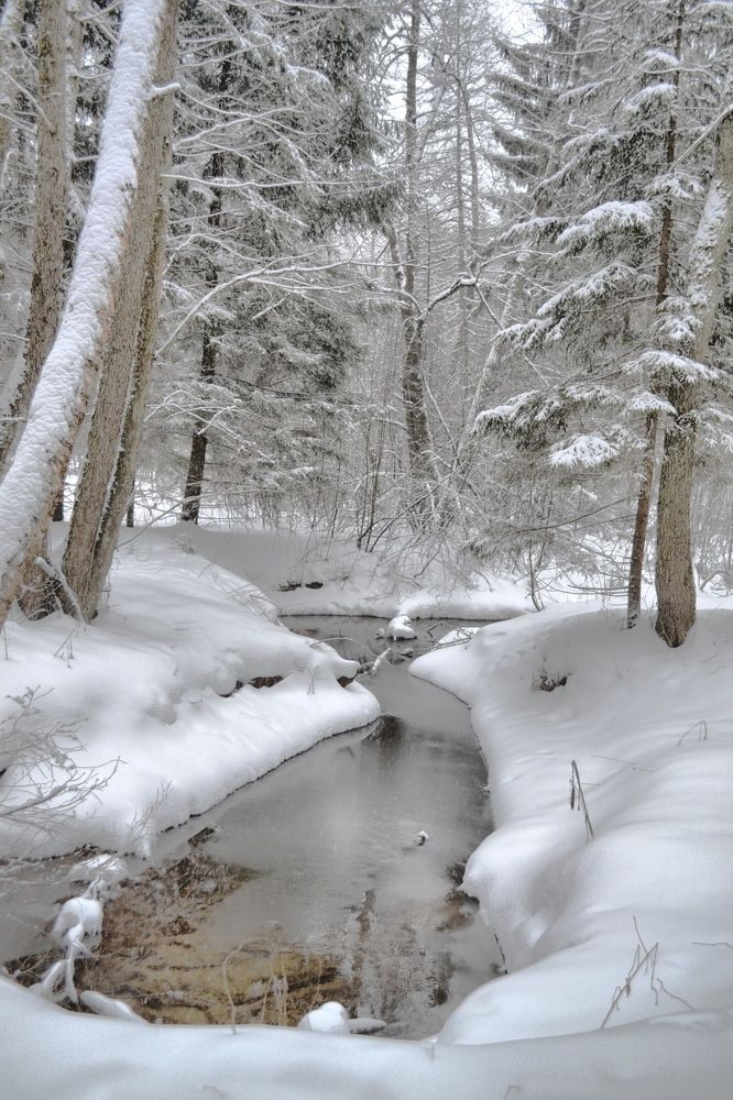 Зимний вечер в лесу