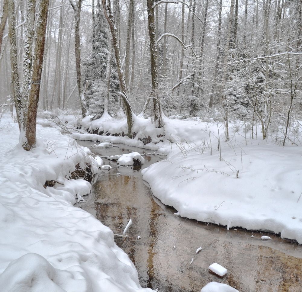 Зимнее утро в заснеженном лесу