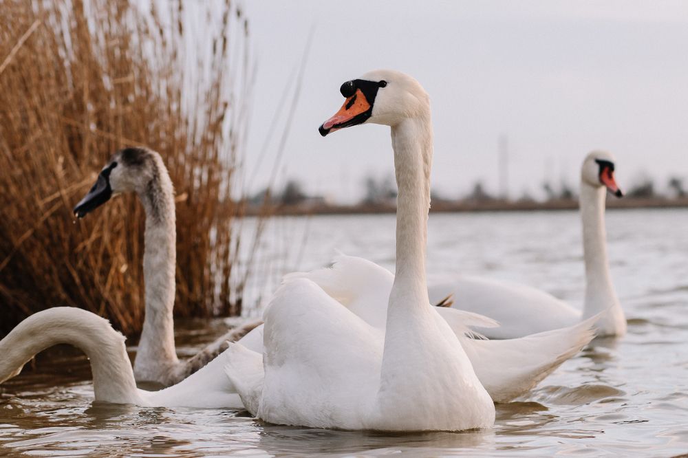 Photograph by Александр Дементьев